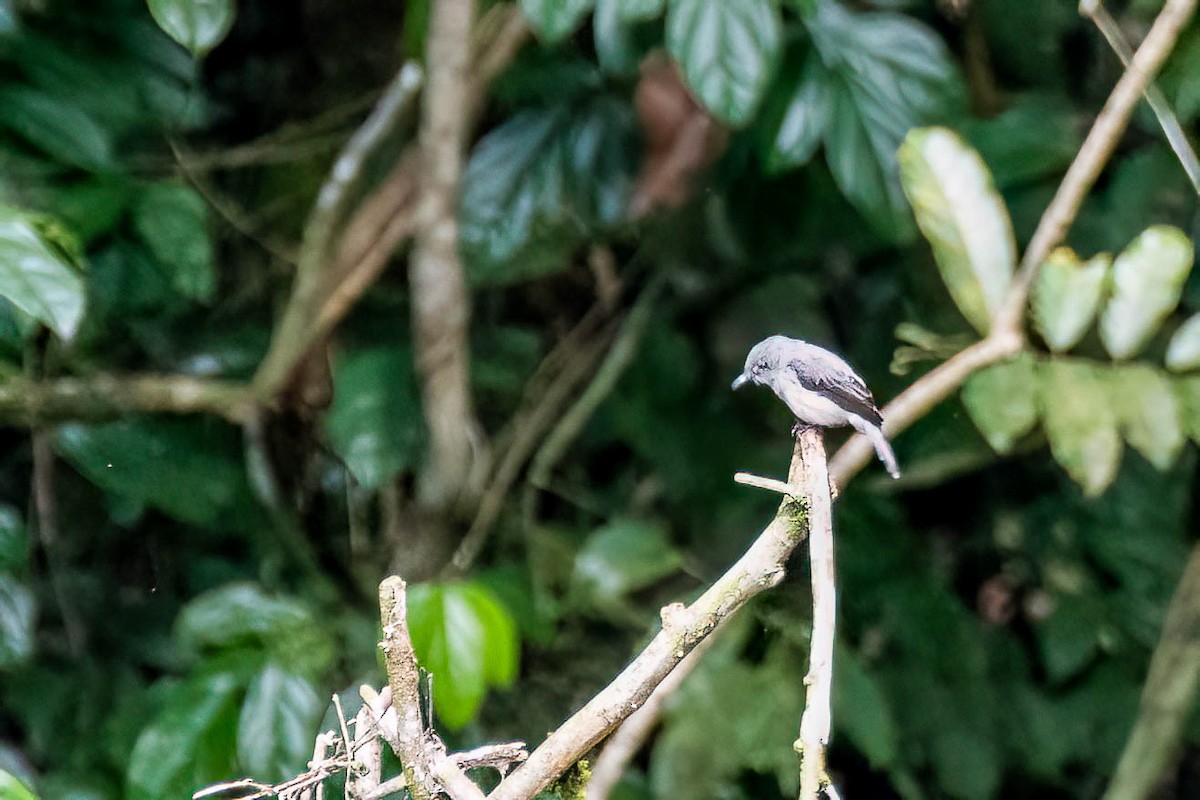 Papamoscas de Cassin - ML646308067