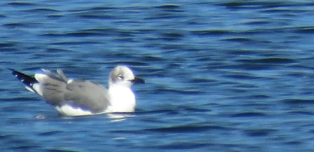 Gaviota Guanaguanare - ML646308069