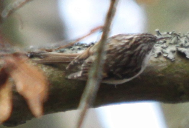 Agateador Euroasiático - ML646308070