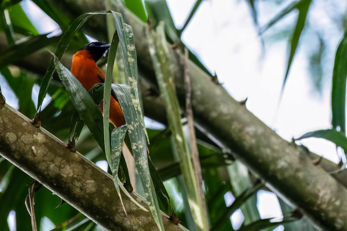 Monarca Ventrirrojo - ML646308071