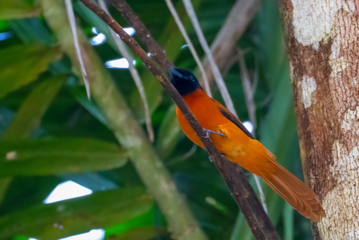 Monarca Ventrirrojo - ML646308072