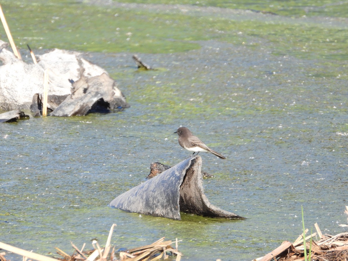Mosquero Negro - ML646308073