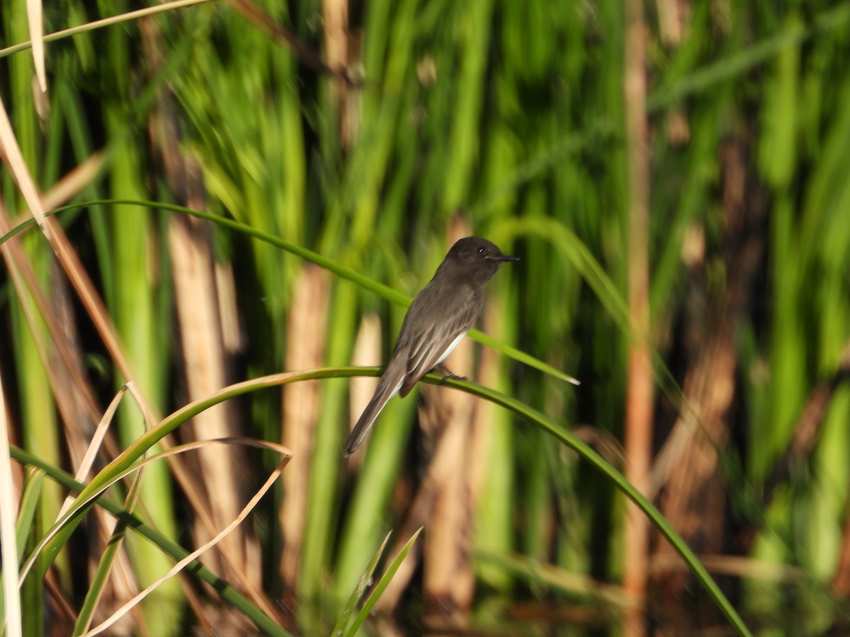 Mosquero Negro - ML646308074