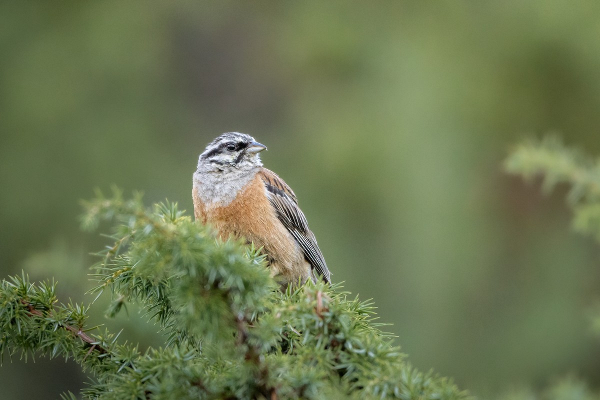 Escribano Montesino - ML646308075