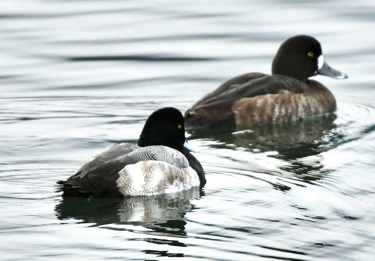 Porrón Bastardo - ML646308076