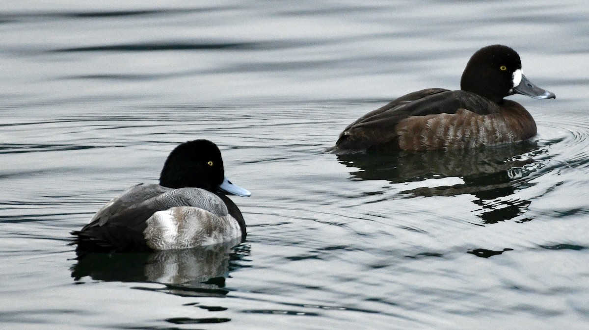 Porrón Bastardo - ML646308077