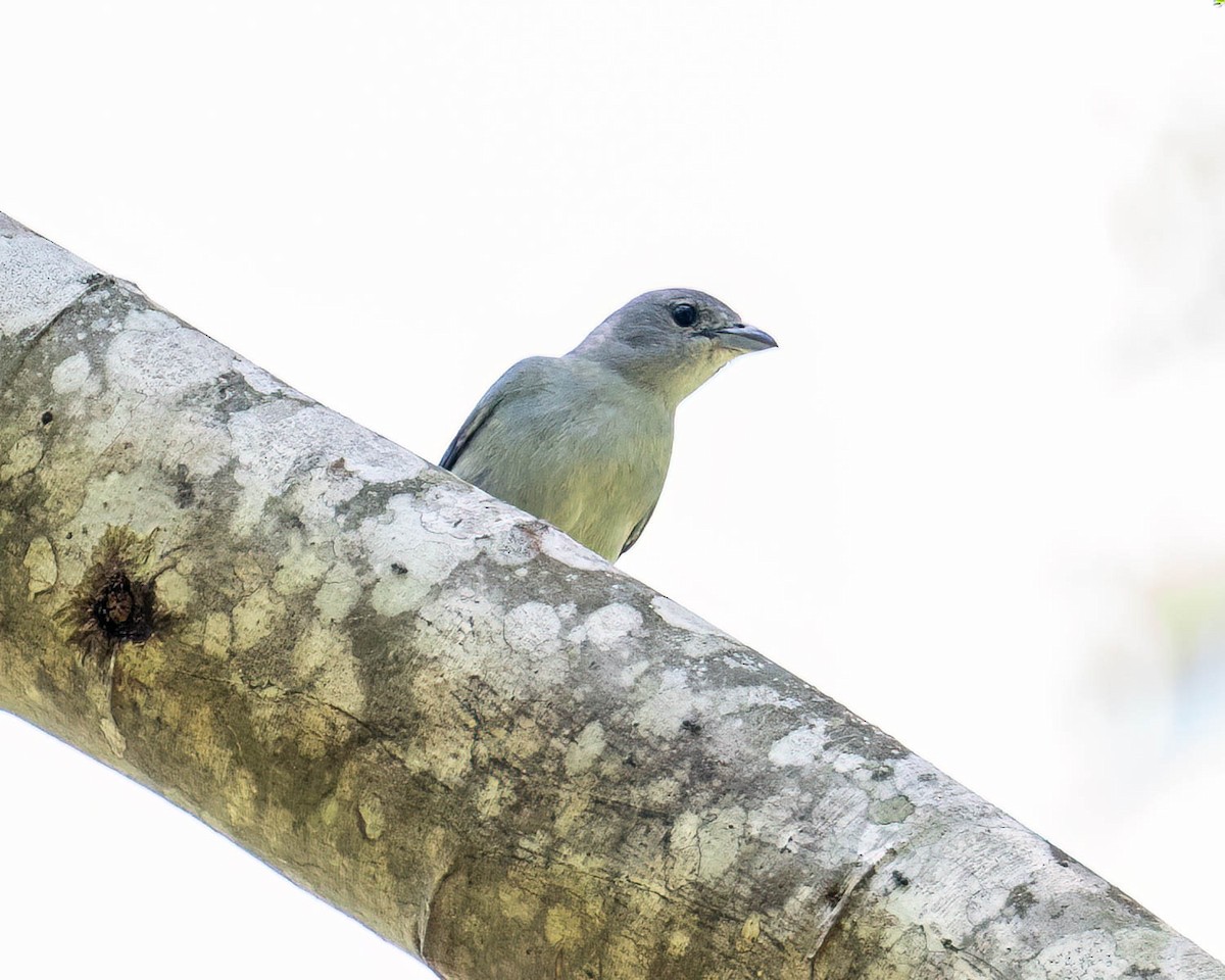 Tangara Sayaca - ML646308079