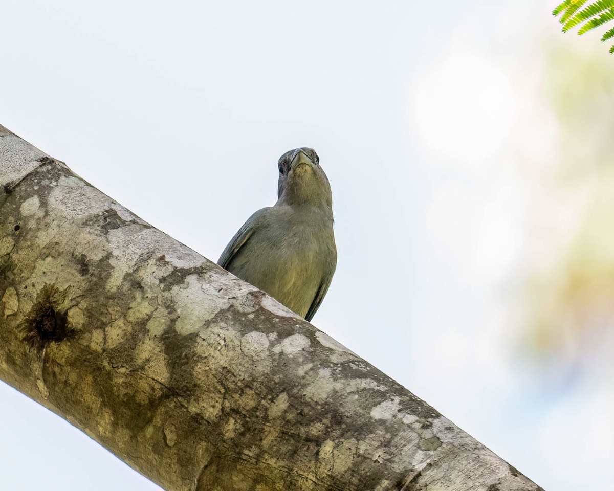 Tangara Sayaca - ML646308080