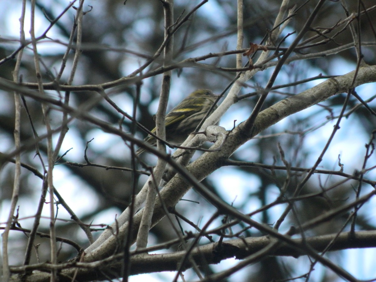 Jilguero Lúgano - ML646308081
