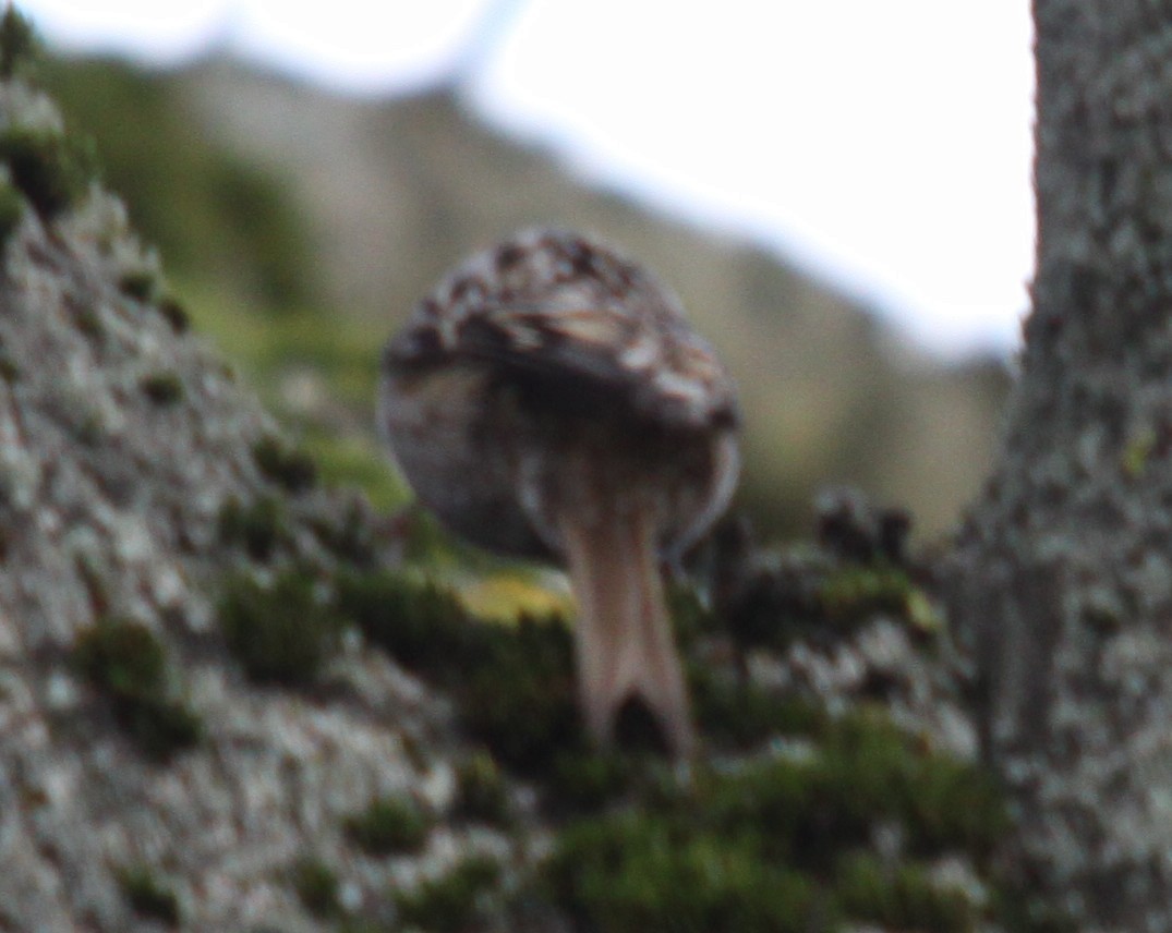 Agateador Euroasiático - ML646308083