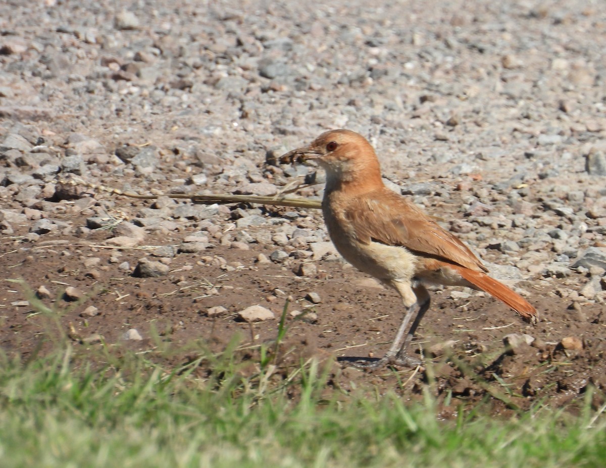 Hornero Común - ML646308084