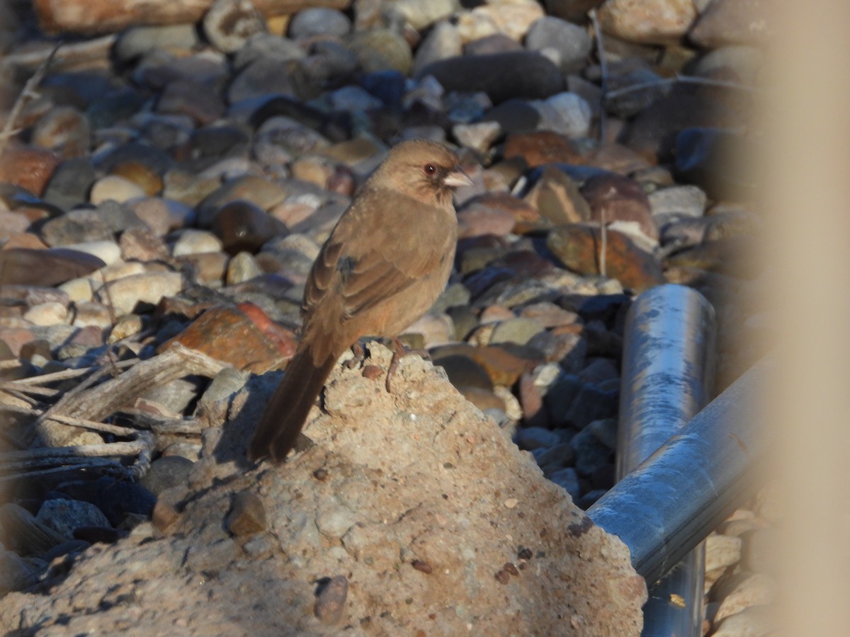 Toquí de Abert - ML646308085