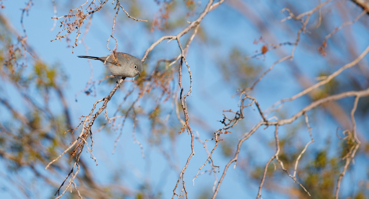 Blue-gray Gnatcatcher (Western) - ML646308086
