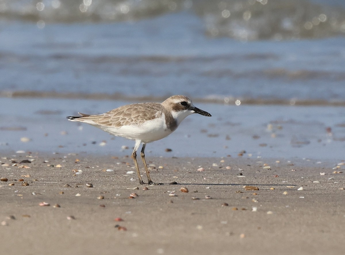 Chorlitejo Mongol - ML646308088