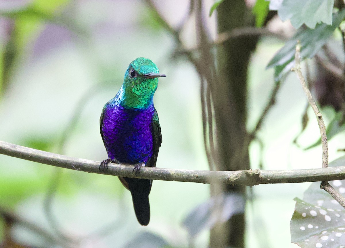 Colibrí de Julia - ML646308089