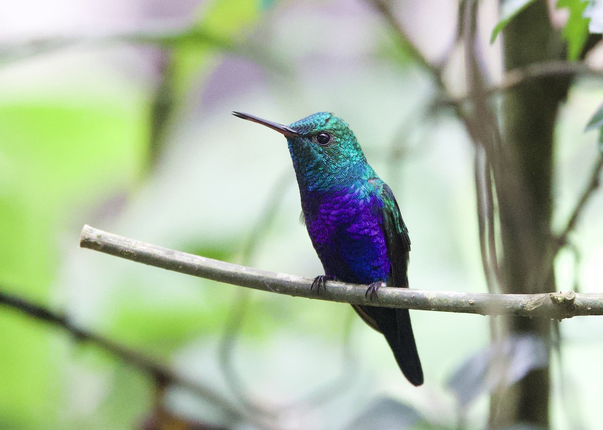 Colibrí de Julia - ML646308090