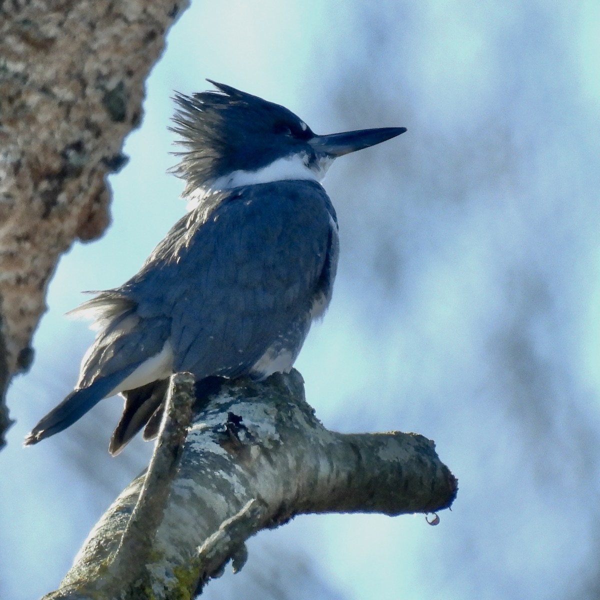 Рибалочка-чубань північний - ML646308091