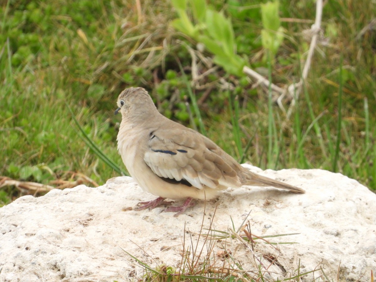 Picui Ground Dove - ML646308095