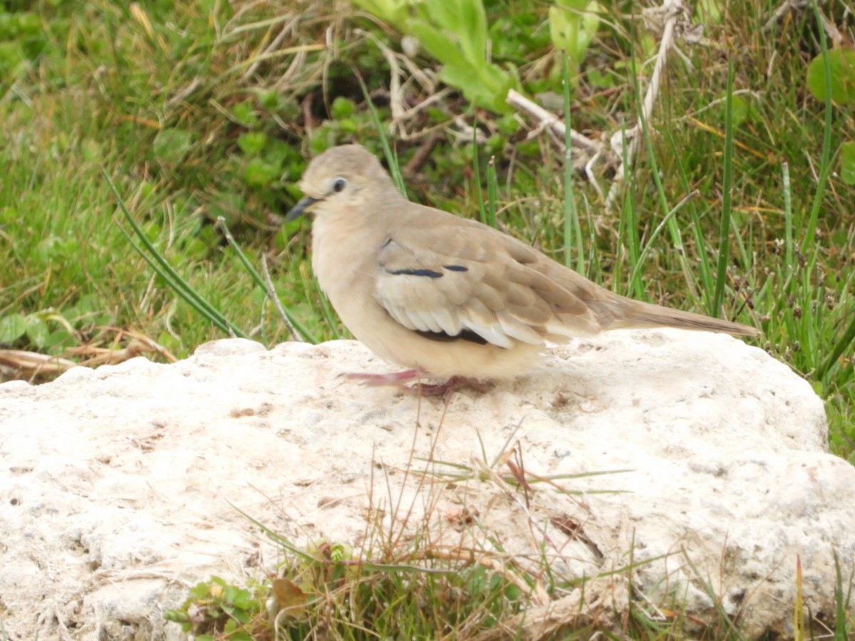 Picui Ground Dove - ML646308097