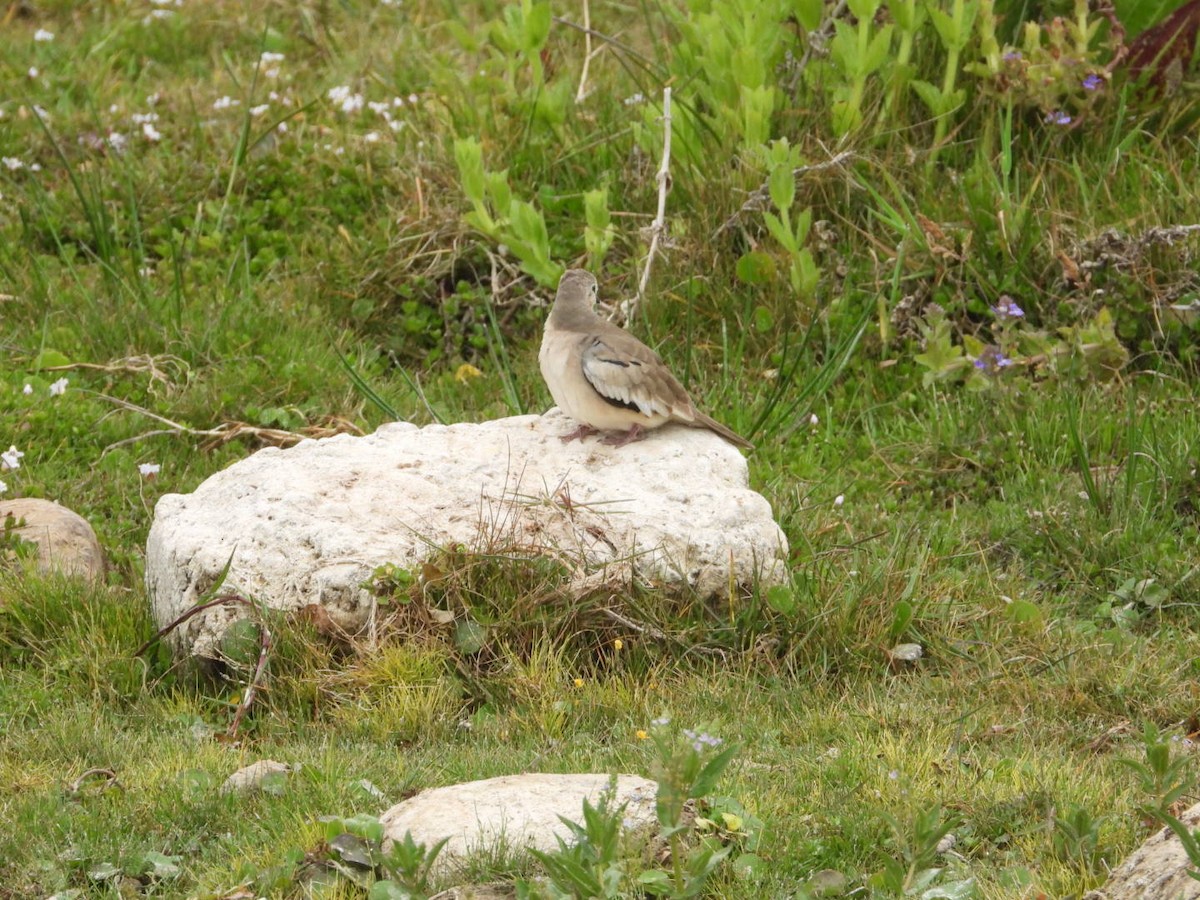 Picui Ground Dove - ML646308098