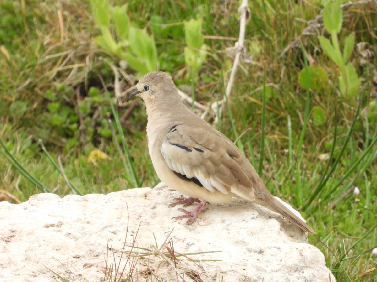 Picui Ground Dove - ML646308099