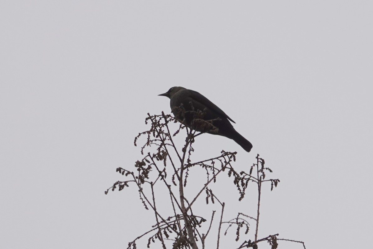 Rusty Blackbird - ML646308101