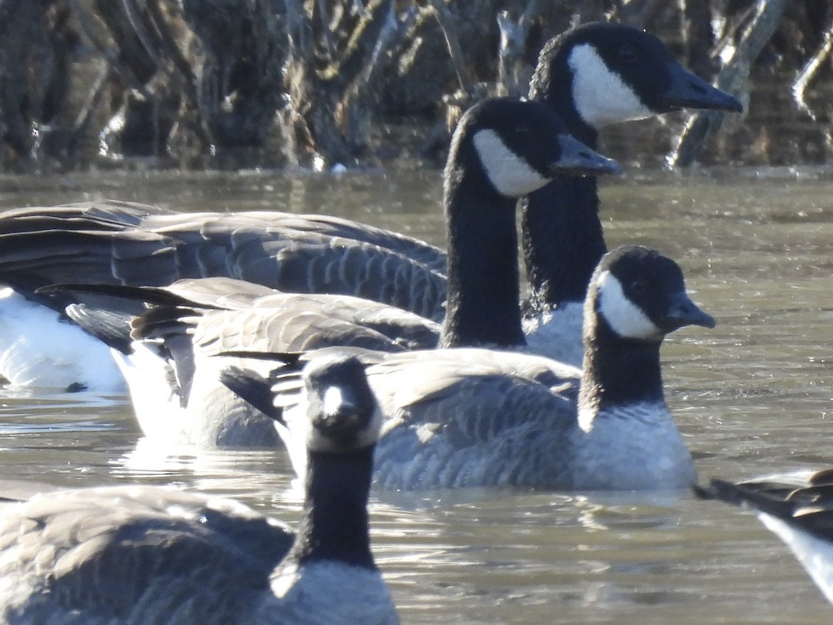 小加拿大雁 - ML646308109