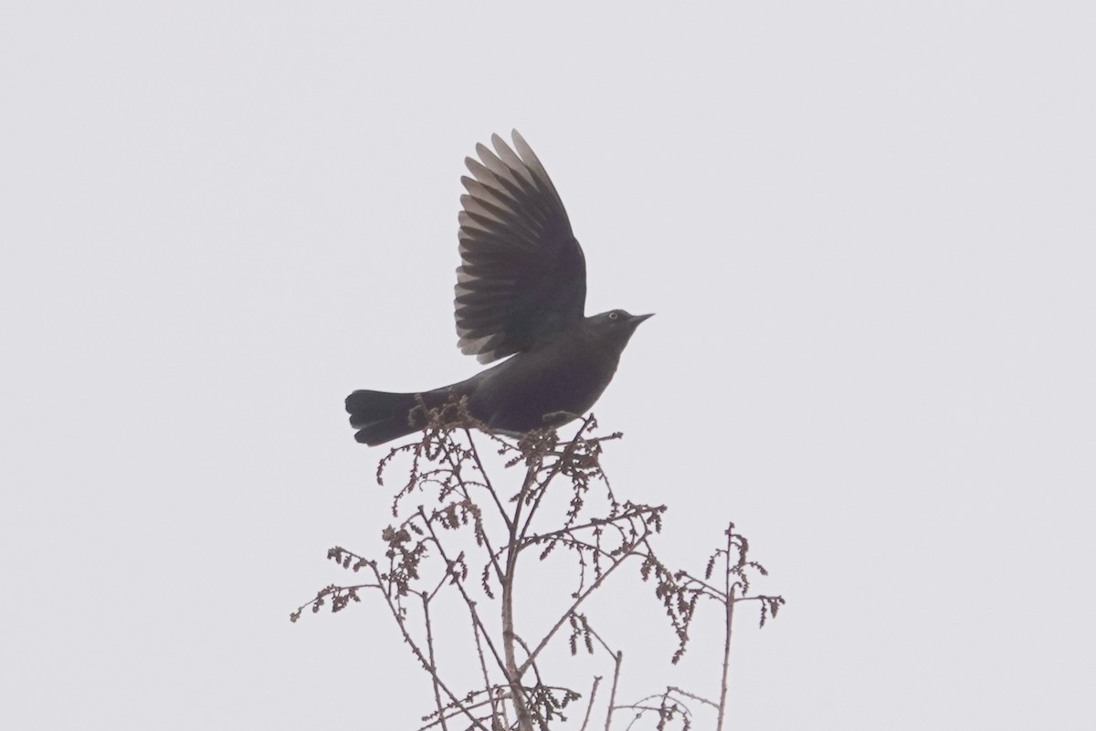 Rusty Blackbird - ML646308110