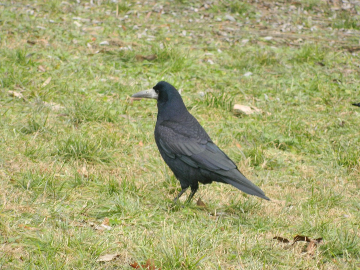 Ekin Kargası - ML646308111