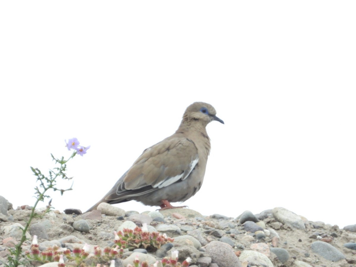 hrdlička pacifická - ML646308118