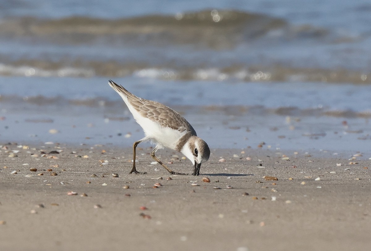 Greater Sand-Plover - ML646308119