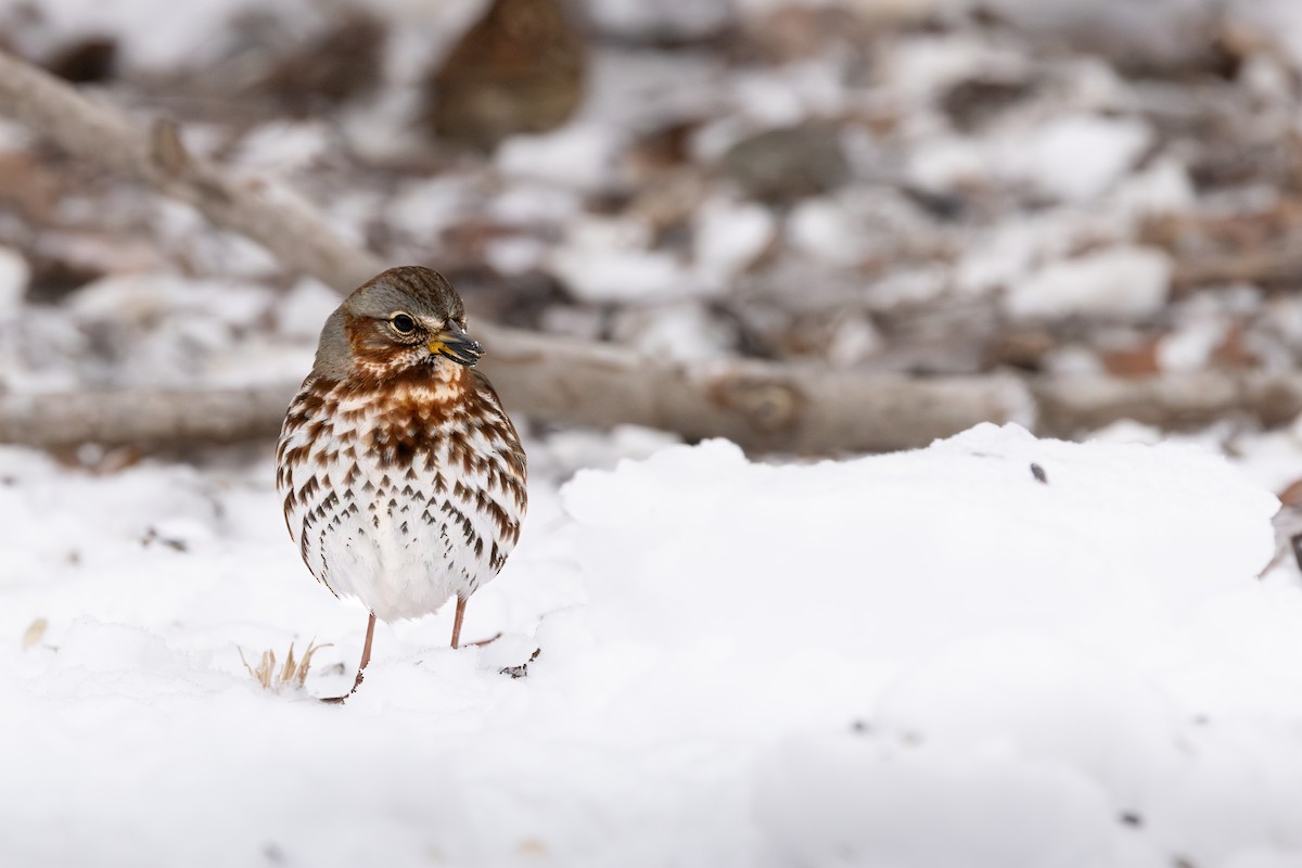 Fox Sparrow - ML646308126