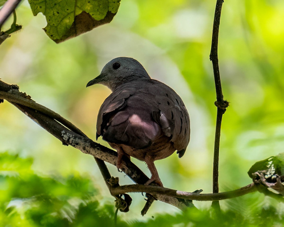 Ruddy Ground Dove - ML646308127