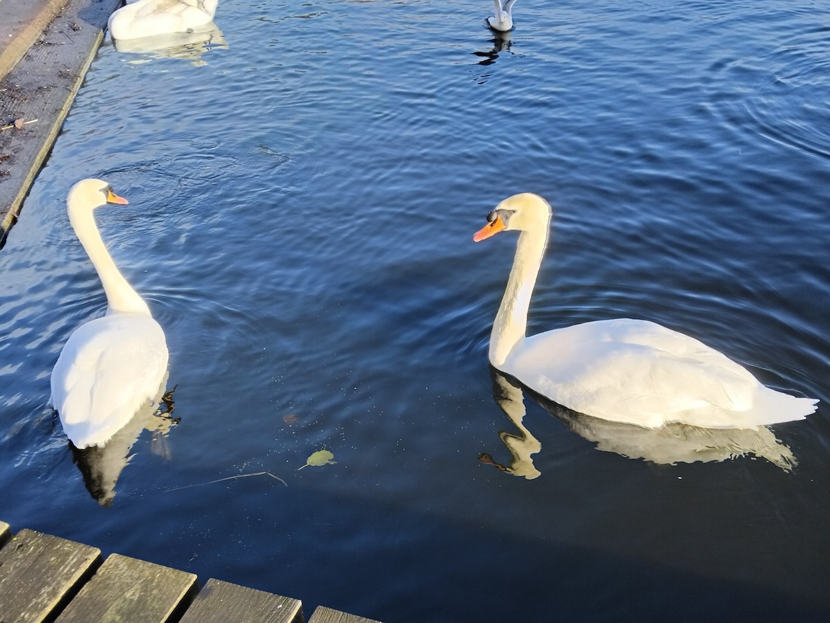 Лебідь-шипун - ML646308130