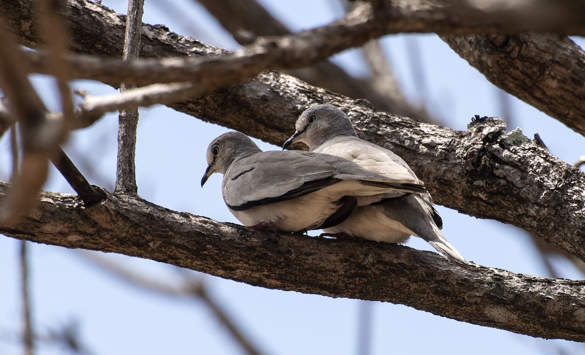 Picui Ground Dove - ML646308131