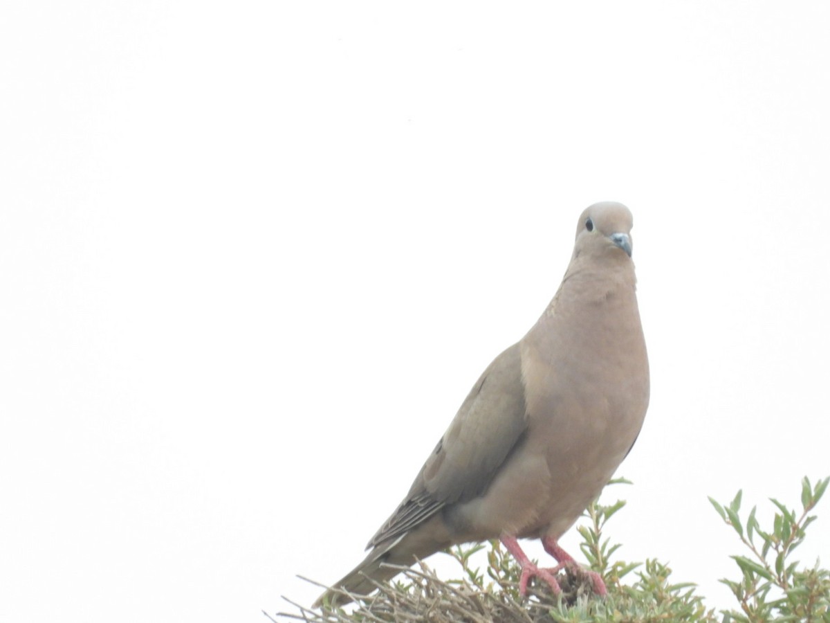 hrdlička černouchá - ML646308134