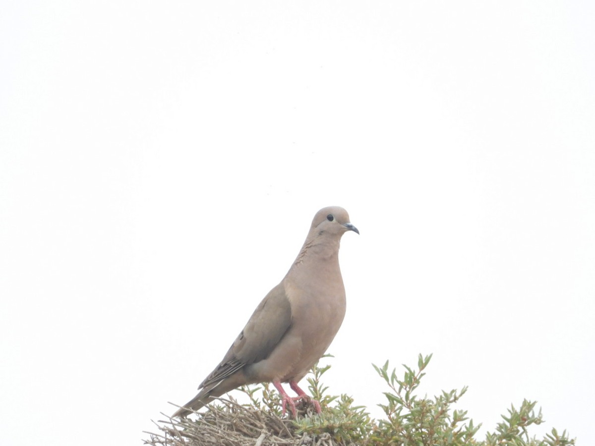 hrdlička černouchá - ML646308136