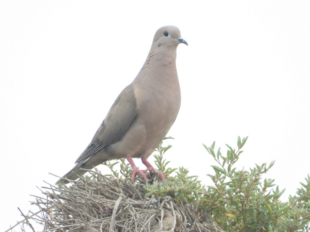 hrdlička černouchá - ML646308137