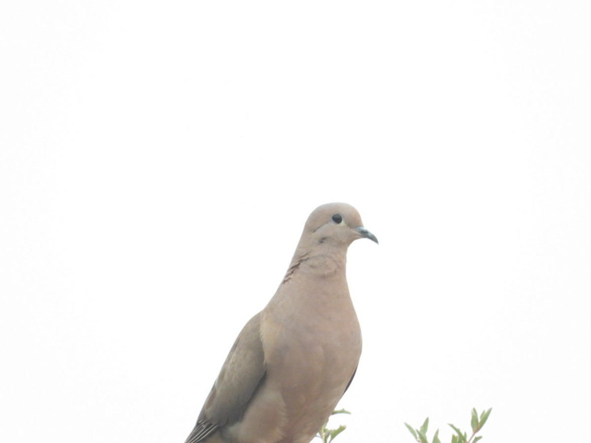 hrdlička černouchá - ML646308139