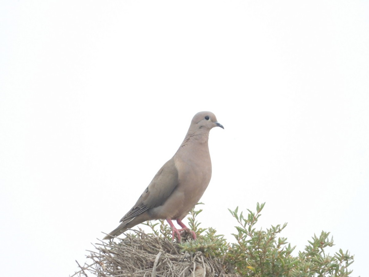 hrdlička černouchá - ML646308141