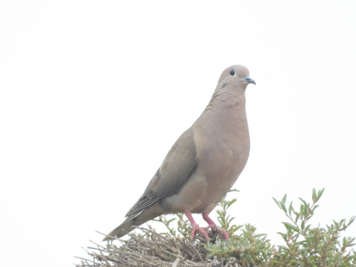 hrdlička černouchá - ML646308142