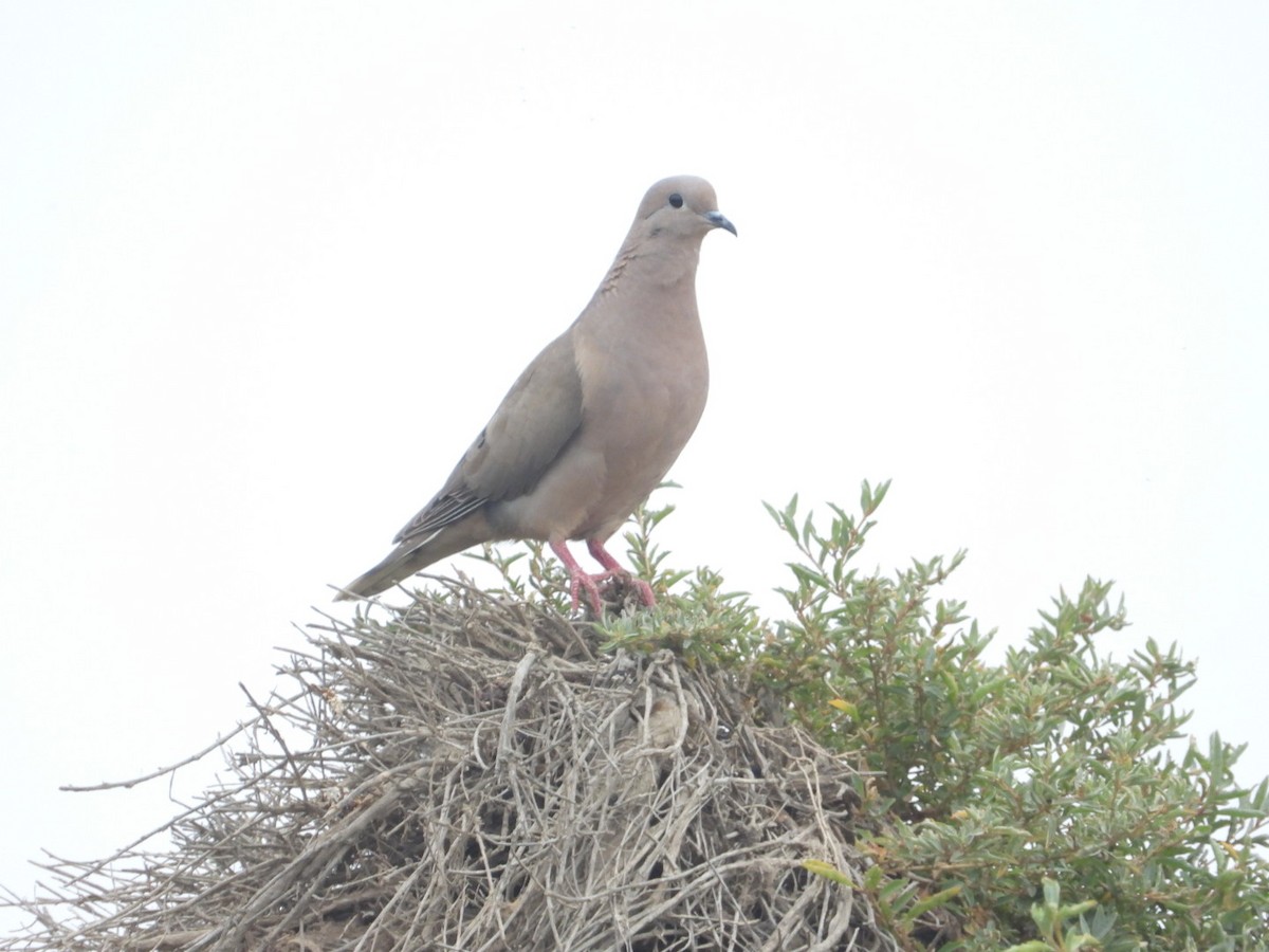 hrdlička černouchá - ML646308143