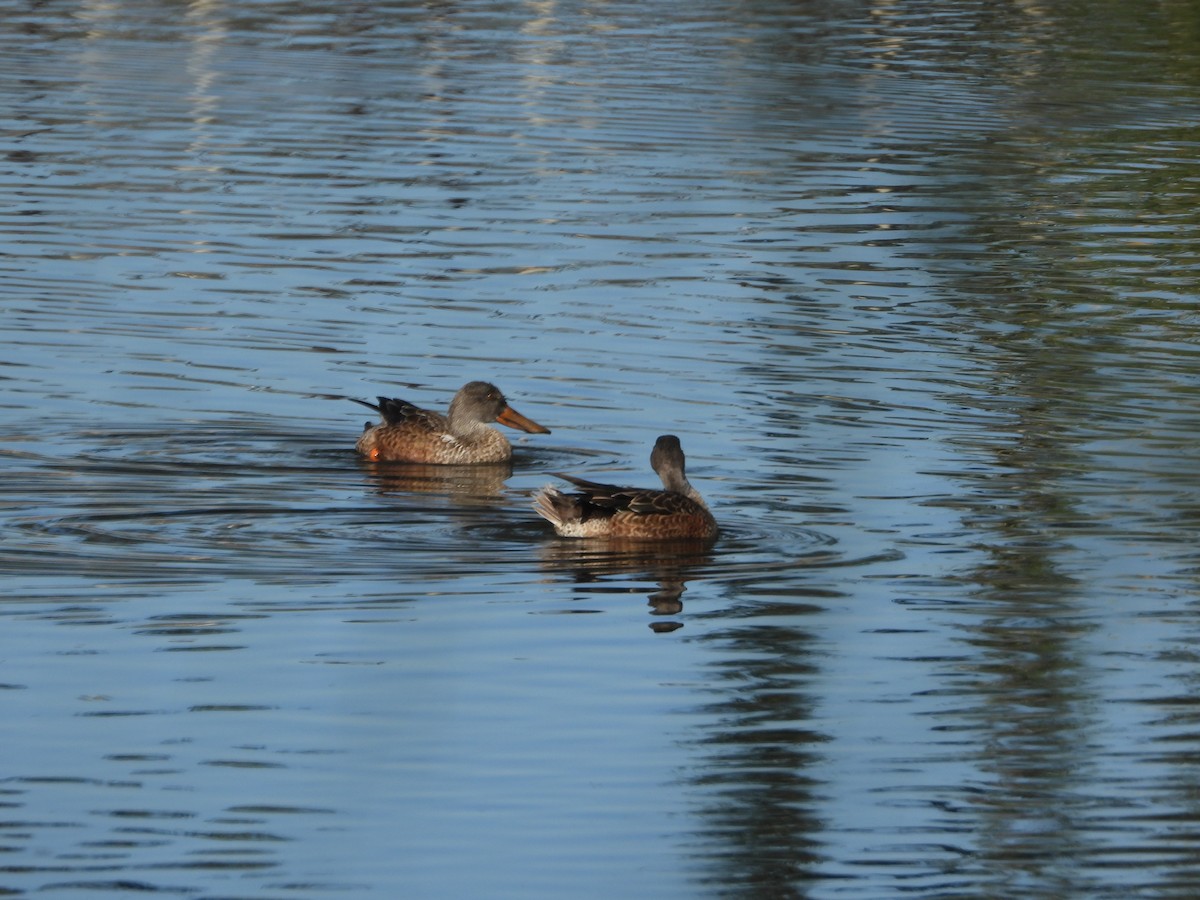 Northern Shoveler - ML646308146