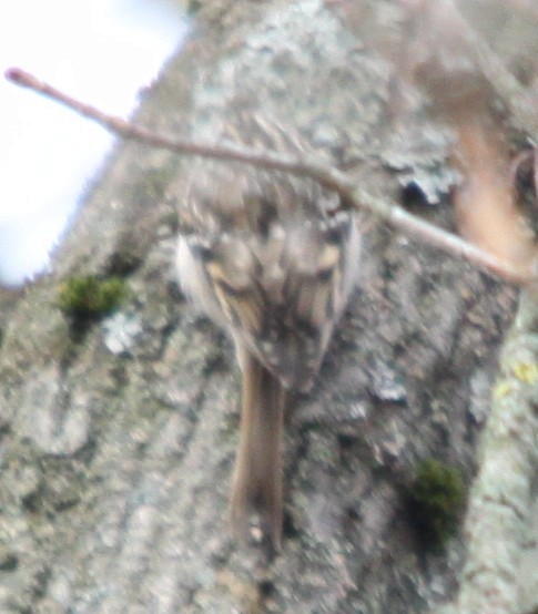 Short-toed Treecreeper - ML646308151