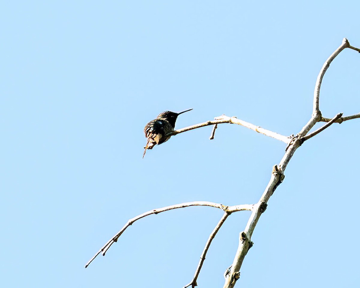 Swallow-tailed Hummingbird - ML646308152