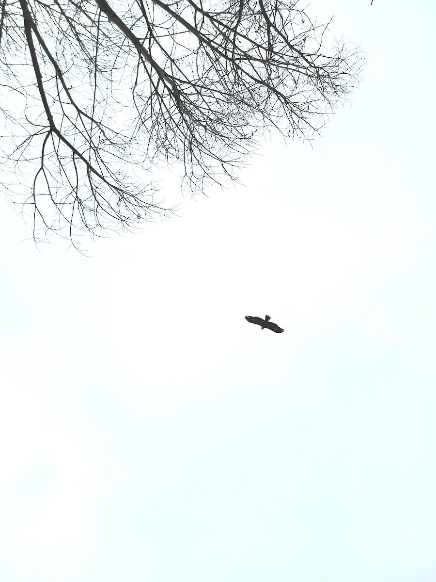 Golden Eagle - ML646308154