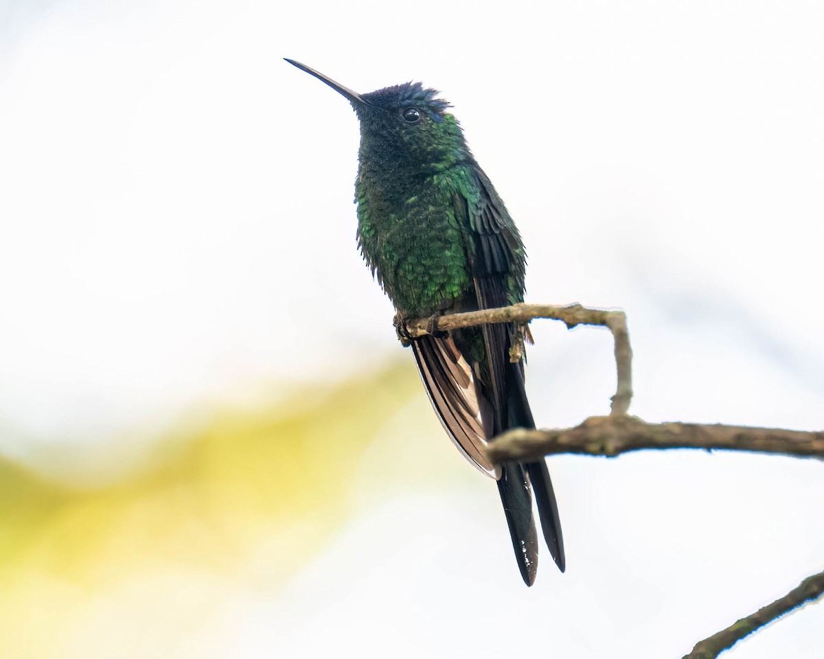 Violet-capped Woodnymph - ML646308155