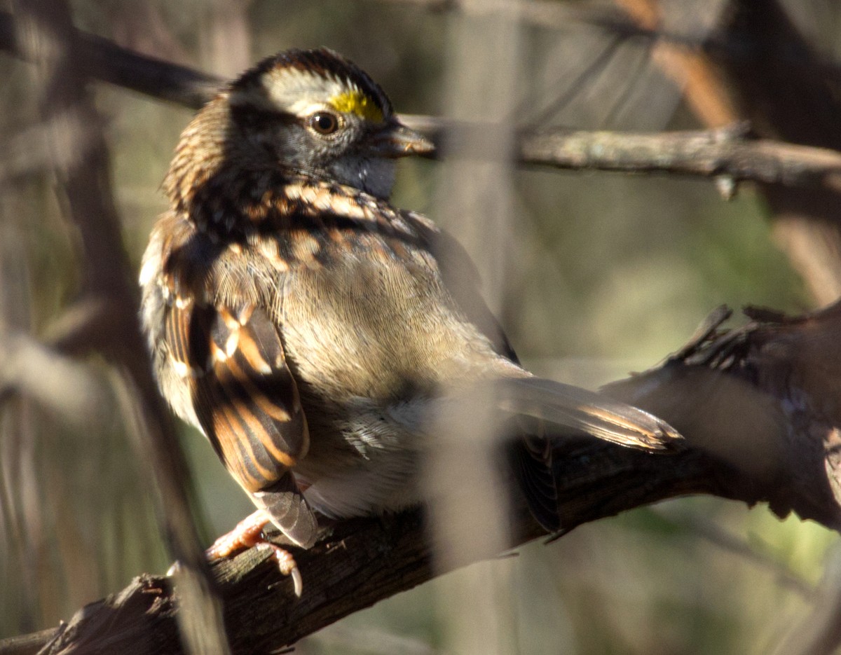 Бруант білогорлий - ML646308156