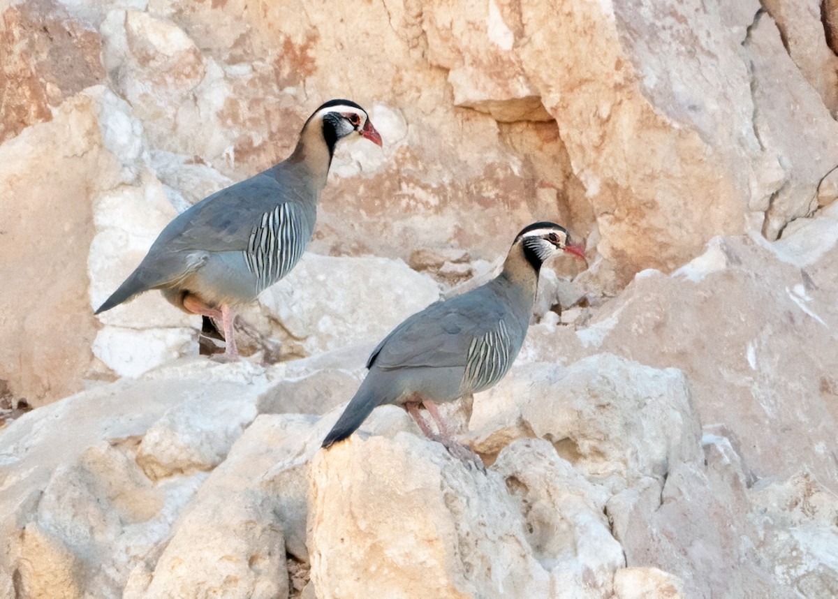 Arabian Partridge - ML646308157