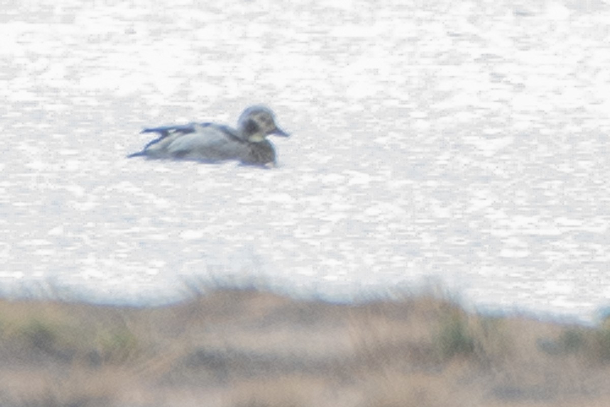 Long-tailed Duck - ML646308158
